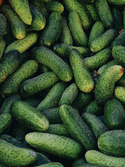 Cucumbers in the market. Vegetable background - green texture of cucumbers stacked in a few layers.