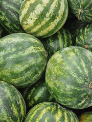 Watermelons at the market. Fruit background - green texture of melons stacked in a few layers.
