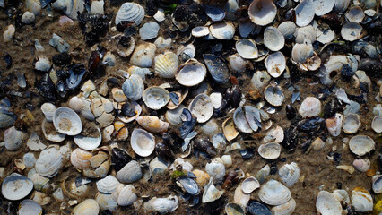 Close-up of seashells and shell fragments scattered on sandy beach. Natural marine background with variety of colors and textures. Perfect for summer, seaside, and nature concepts.