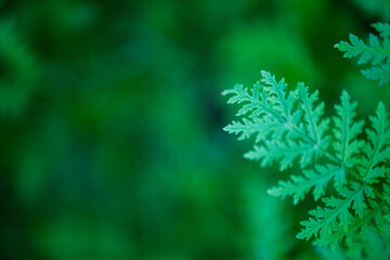 Leafy green fern provides a fresh look in a natural setting