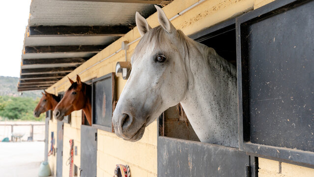 Horse at equestrian center with fellow stablemates