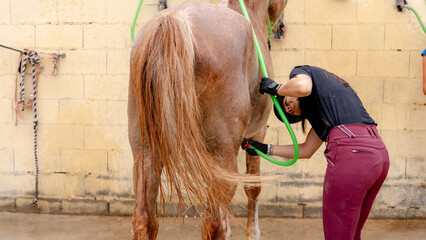 Grooming a horse at an equestrian centre