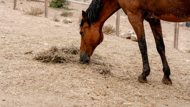 Horse grazing in an equestrian centre paddock