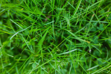 Green grass covering the ground in a natural outdoor setting
