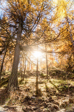 Sunlight filtering through autumn trees in the Alps