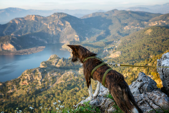 A dog on a cliff overlooks the breathtaking Dalyan Turtle Bay