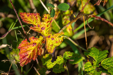 colorful leaves in autumn at the lake constance