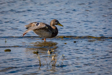 observing female mallards at the lake constance