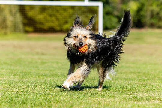 Happy dog playing with ball on green grass field