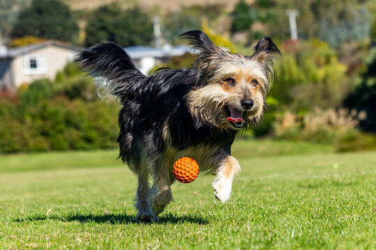 Playful dog chasing ball on a grassy field