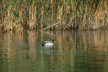 observing male mallards at the lake constance