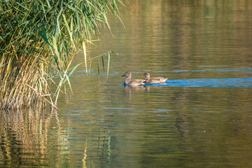 observing female mallards at the lake constance