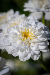 close up of white flower