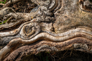 Fototapeta premium close shot of roots and different small plants at the lake constance