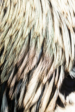 Close up of delicate bird feathers in soft focus