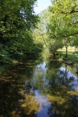 rivière sous des arbres,  cours d eau en forêt,  fraîcheur végétale 