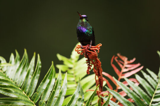 Magnificent violet sabrewing amidst lush greenery