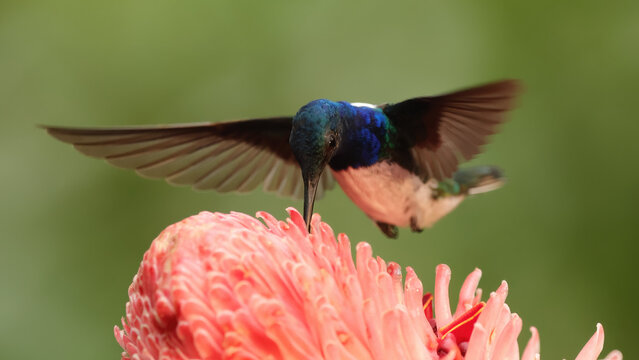 Jacobin hummingbird feeding on pink flower in Panama