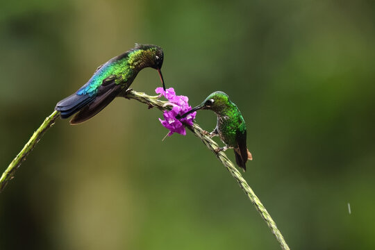 Fiery throated hummingbirds feeding on a vibrant flower