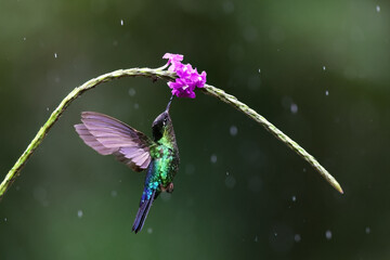 Fiery throated hummingbird feeding on purple flower