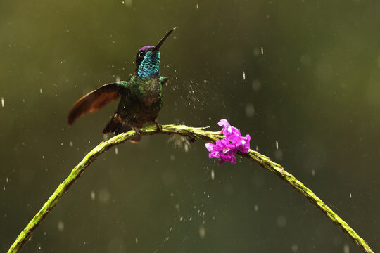Talamanca hummingbird perched during a gentle rain