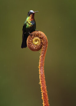 Fiery throated hummingbird on a spiraled fern
