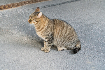 Obraz premium A fluffy long-haired tabby cat walking along a sun-drenched asphalt road, with a raised paw and focused eyes. An outdoor pet portrait with rich details, soft shadows, and plenty of copy space. 