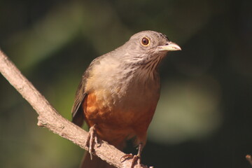 Fototapeta premium Rufous-bellied Thrush