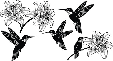Hummingbirds and Lilies Vector – Stylized Floral and Bird Composition for Nature, Wildlife, Pollination, Art, and Decorative Design Themes