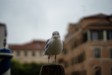 Venice, visiting monuments and Italy