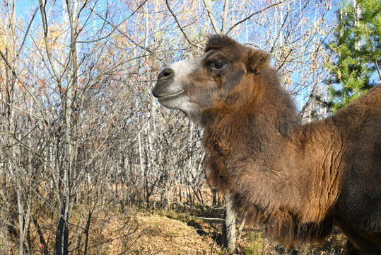 Domestic bactrian camel on a farm in the countryside