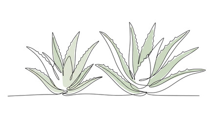 Fototapeta premium Aloe vera plants in minimalist line art style with green color on white background for wellness branding