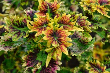 Vibrant coleus leaves with striking yellow, green, and red patterns create a bold and colorful natural display.