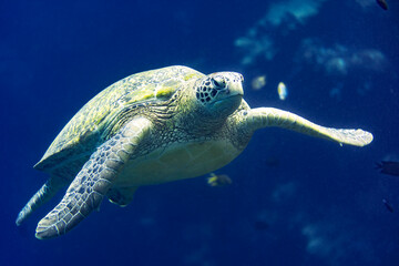 A green sea turtle swimming on a reef in Bunaken National Marine Park in North Sulawesi, Indonesia