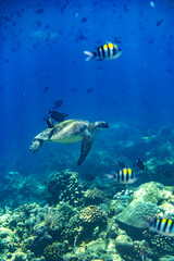A Green sea turtle having its shell cleaned at a reef cleaning station in Bunaken Marine National Park, North Sulawesi, Indonesia