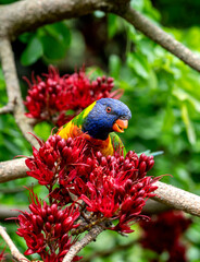 A colorful Rainbow lorikeet on a branch in Melbourne, Austalia