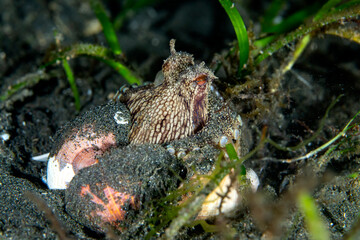 A Coconut octopus on a sandy bottomat nigth with two sea shells in Lembeh strait, North Sulawesi, Indonesia