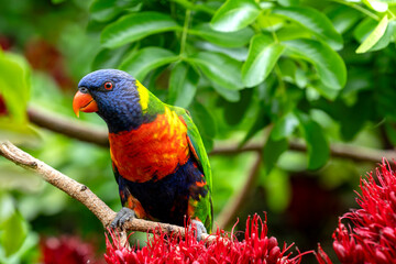 A colorful Rainbow lorikeet on a branch in Melbourne, Austalia