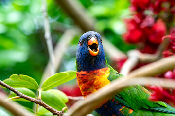 A colorful Rainbow lorikeet on a branch in Melbourne, Austalia
