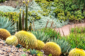 A walk path going through a landscape full of cactus in the royal botanical gardens in Melbourne, Austalia