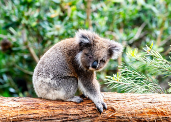 A Koala bear on a branch  in sanctuary in Victoria, Australia