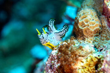 A nudibranch of the family Notodoris Serenae sitting on a coral reef in Bali, Indonesia