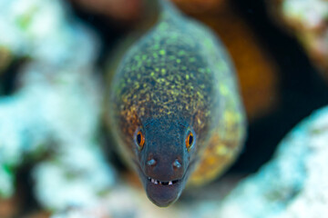 A closeup of a Yellow edged moray eel looking out from a hole in a coral reef on Bali, Indonesia