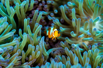 A colorful Clown fish in a Green and blue anemone coral outside Bali in Indonesia
