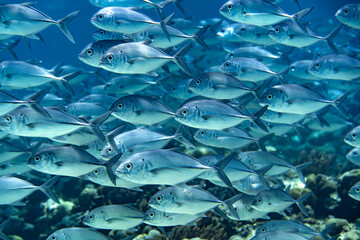 A school of Bigeye Trevally on a coral reef outside the island of Bali in Indonesia