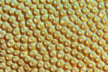 A closeup of a Honeycomb coral on a reef in the waters of Indonesia