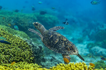 A Hawksbill sea turtle swimming on a reef in Bali, Indonesia
