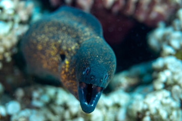 A Yellow Edged Moray eel with its mouth open  on a reef outside Bali, Indonesia
