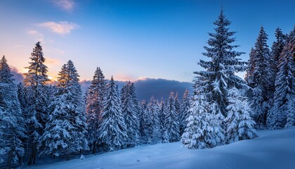 snow covered pine trees in a forest at dusk