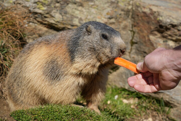 Marmot eating a carrot from a human hand near a rocky area, illustrating interaction between wildlife and humans in a natural outdoor setting